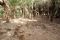 Pantanal Ameisenhaufen